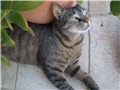 cicek